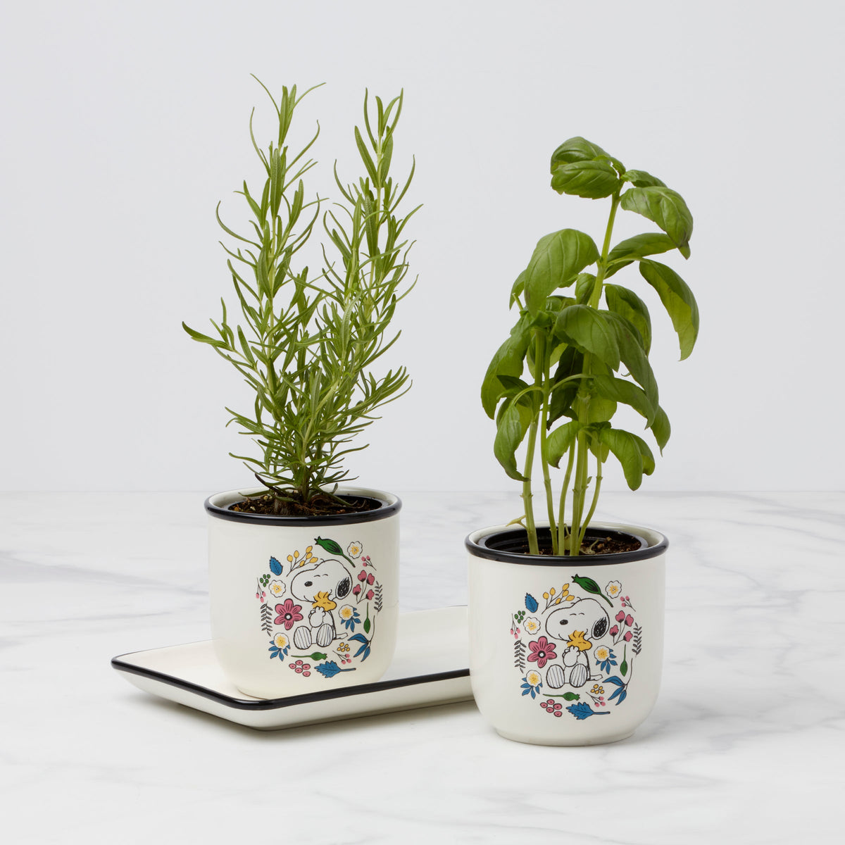 Chef Snoopy Herb Pots, Set Of 3